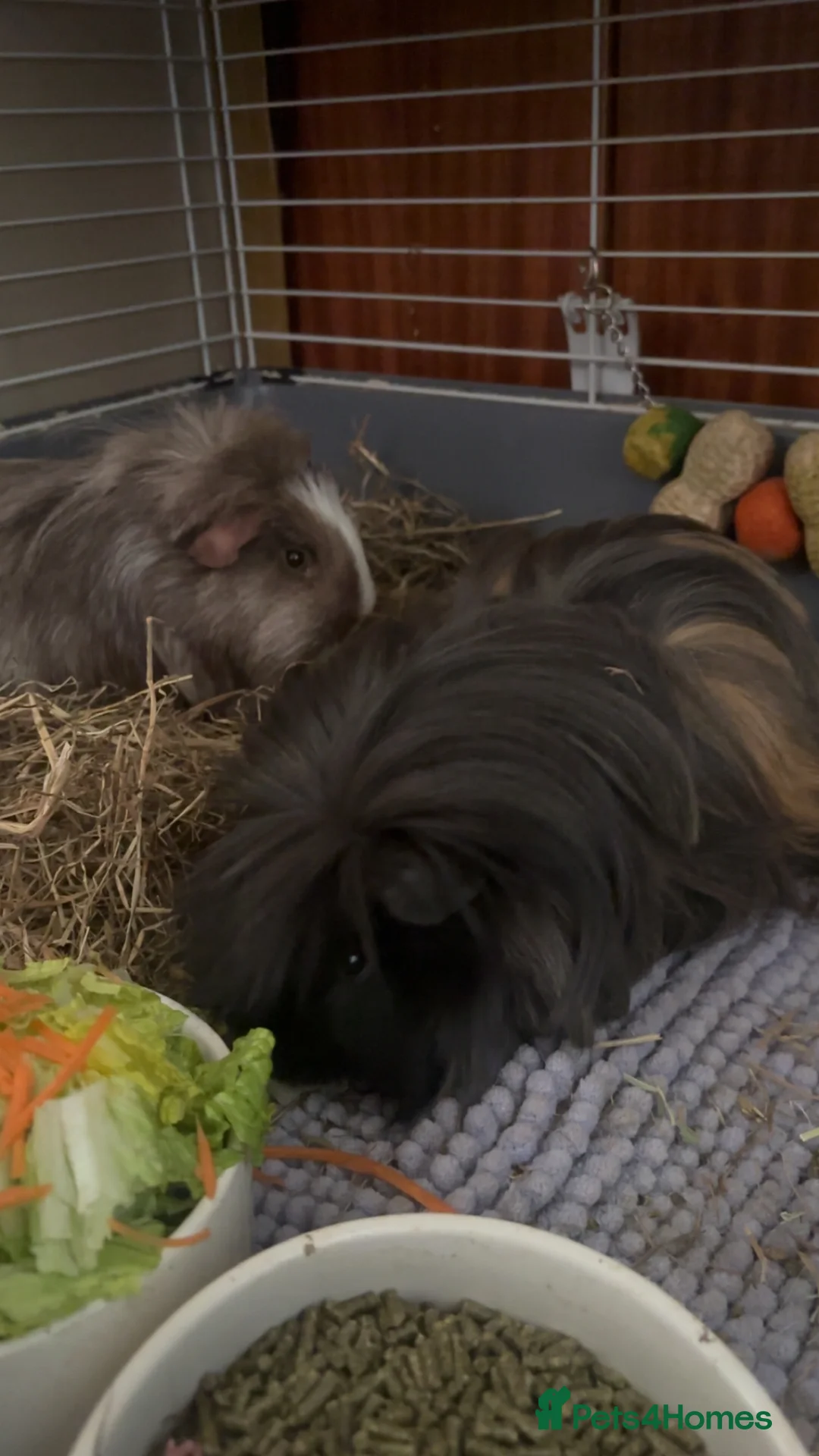 Guinea Pig rodents for sale: Black & Brown guinea pigs in Milton Keynes - Advert 1