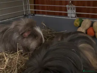 Guinea Pig rodents Black & Brown guinea pigs in Milton Keynes - Advert 1
