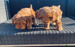 Mixed Breed dogs for sale: Out standing Labradoodle from a loving home  - Image 6