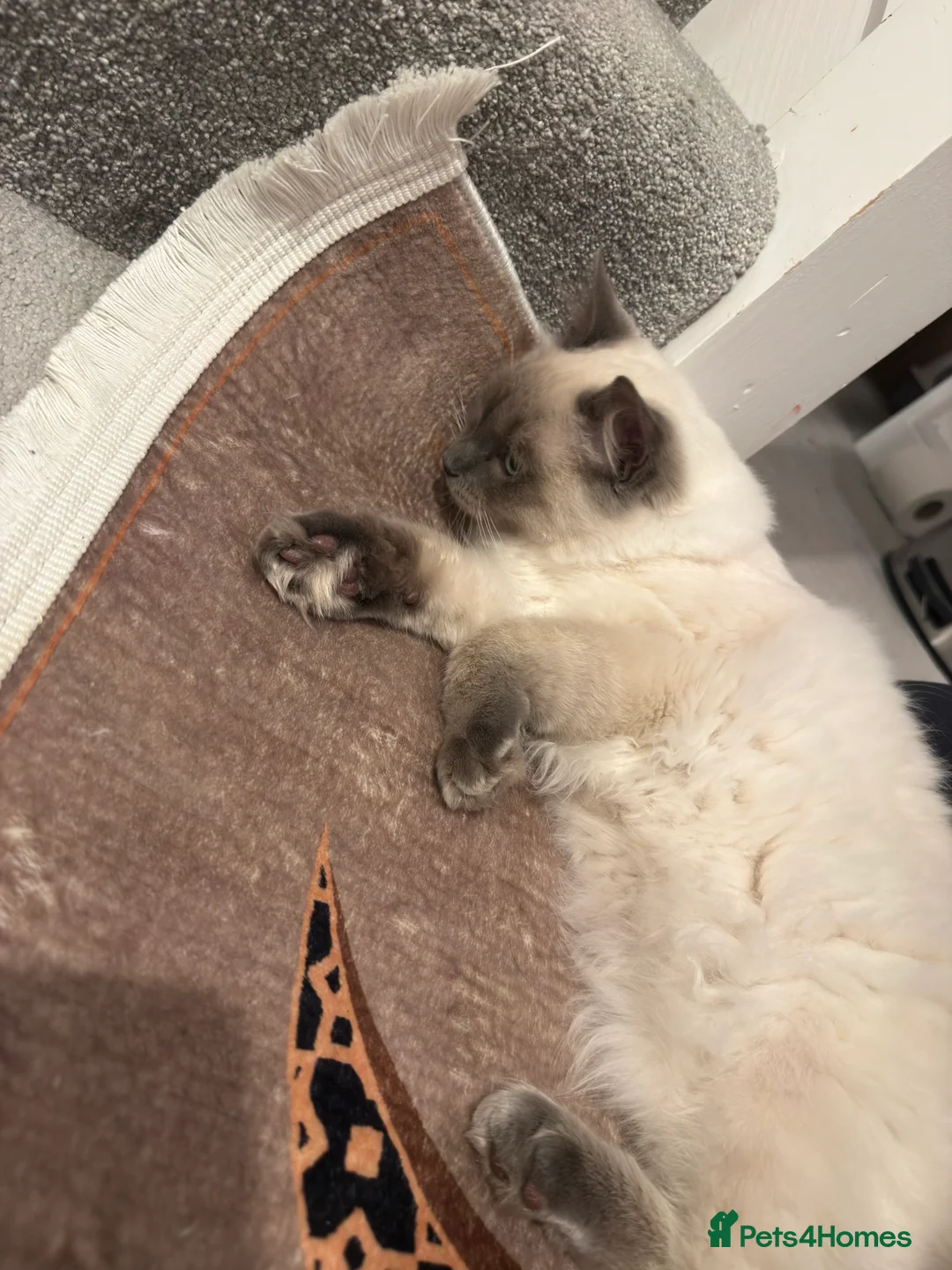 Persian cats for sale: Beautiful Pure Ragdroll Kitten - Advert 1