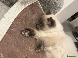 Persian cats Beautiful Pure Ragdroll Kitten - Advert 1