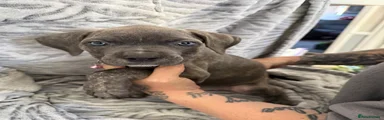 Beau