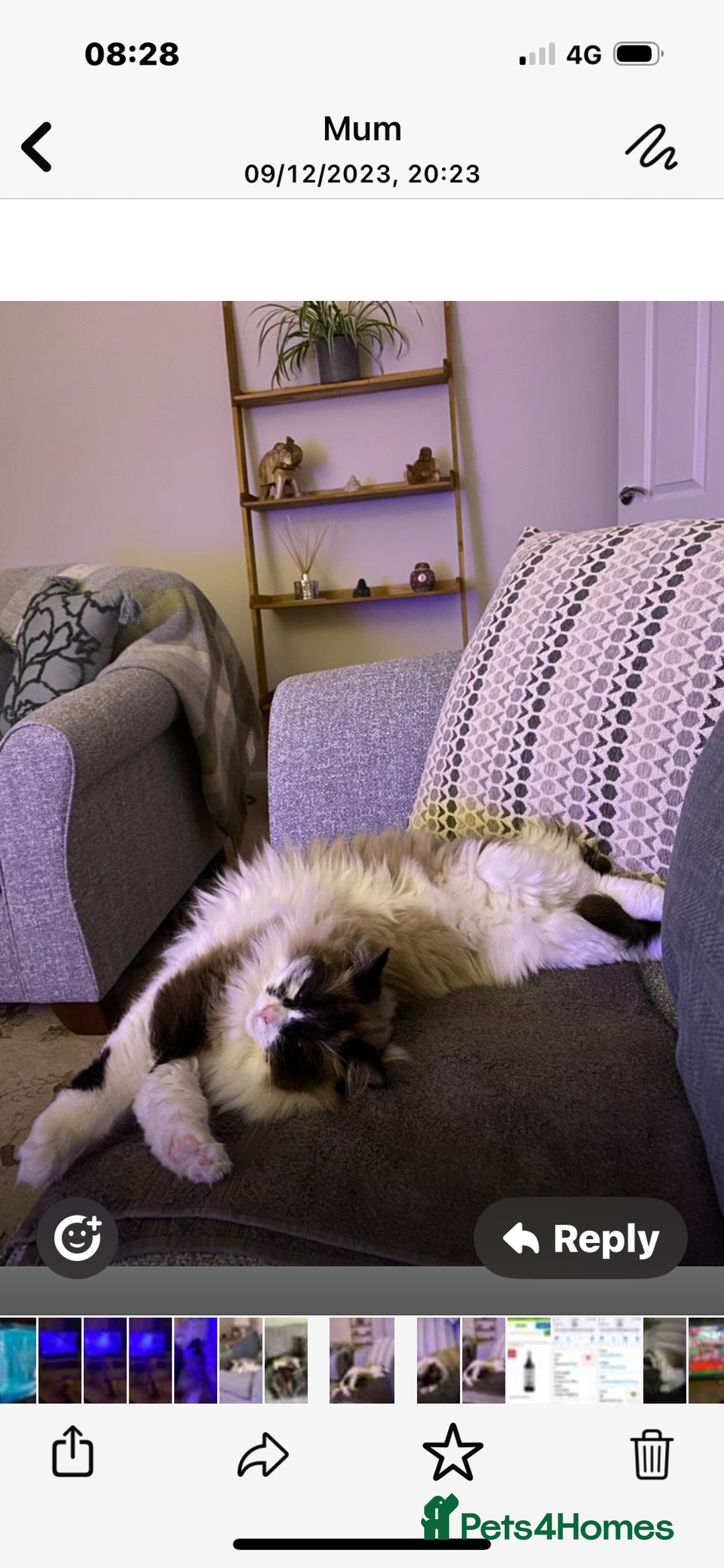 Ragdoll cats for sale: Pedigree Ragdoll 3yrs - Image 5