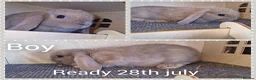 Mini Lop rabbits for sale: Mini lop kits  - Advert 3