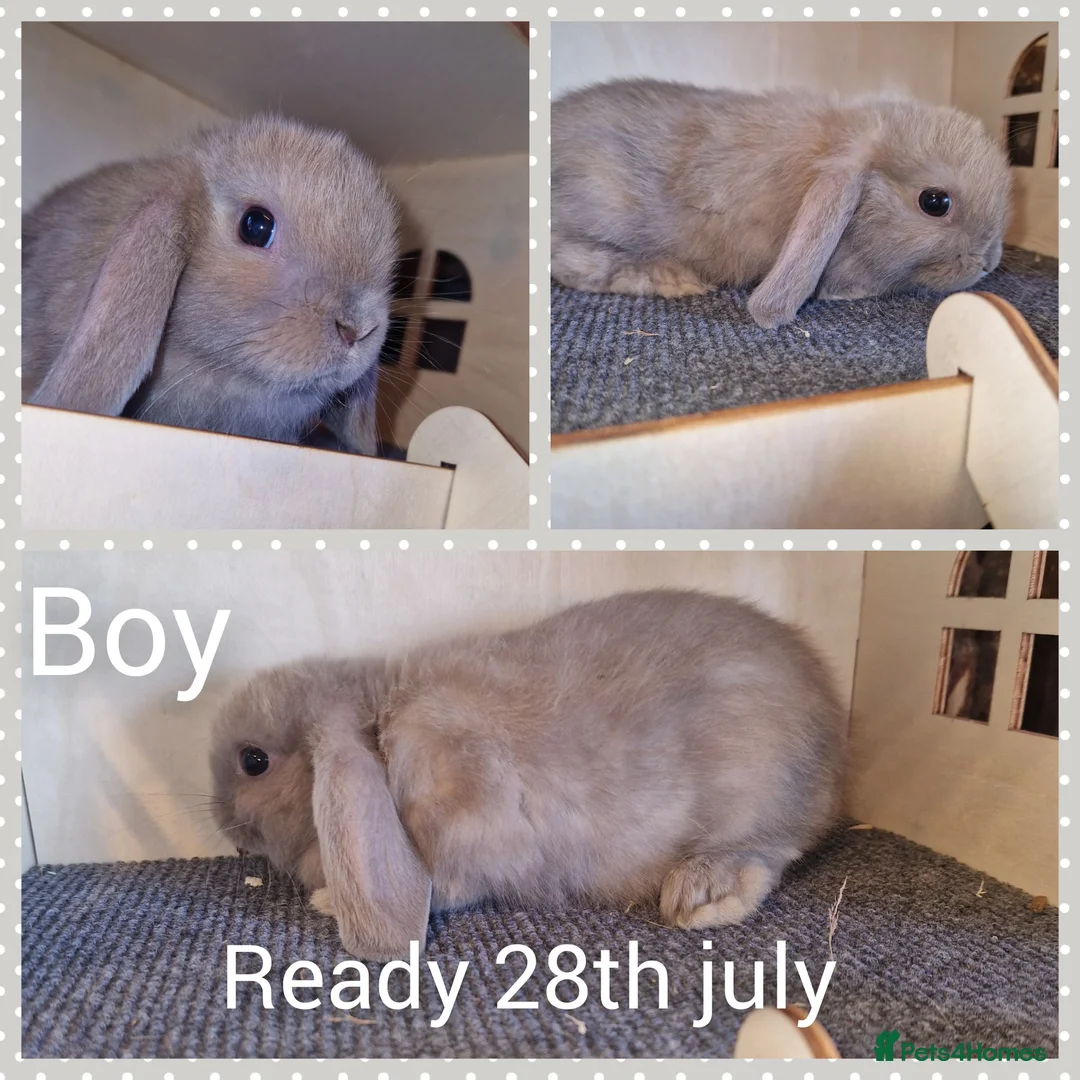 Mini Lop rabbits for sale: Mini lop kits  - Advert 3