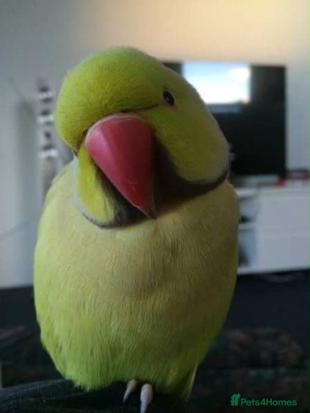 Ringnecks birds for sale: Beautiful Indian Ringneck Parakeet – 1.5 years old - Advert 5