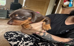 Miniature Dachshund dogs for sale: Smooth haired Miniature dachshund - Image 9