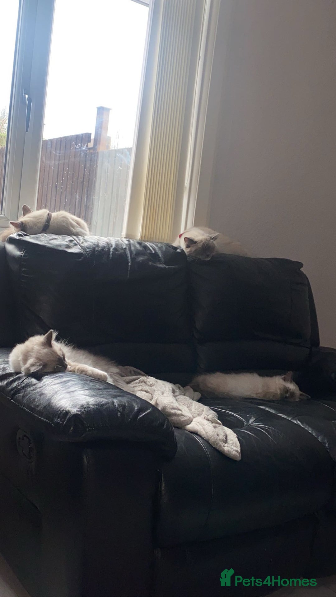 Ragdoll cats for sale: 1 year old Ragdoll boy  - Image 9