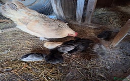 Chickens poultry for sale: Chickens and chicks for sale  - Image 2