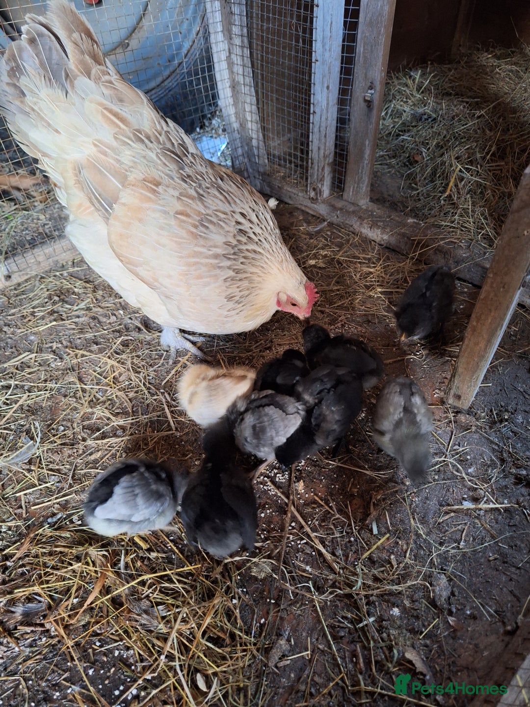 Chickens poultry for sale: Chickens and chicks for sale  - Image 2