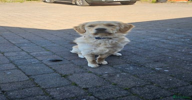 Golden Retriever dogs - Advert 5