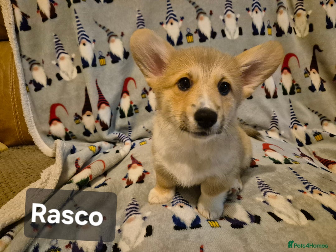 Welsh Corgi Pembroke dogs for sale: 8  Wales Pembroke Corgi puppy's - Advert 22