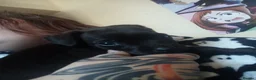 Patterdale Terrier dogs for sale: Bella the patterdale Terrier  - Advert 13