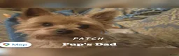 Yorkshire Terrier dogs for sale: F1 stunning purebred yorkshire terriers pup's ❤️💙 - Advert 19