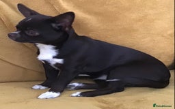 Chihuahua dogs for sale: Kc reg 6 month smooth coat chihuahua - Image 2