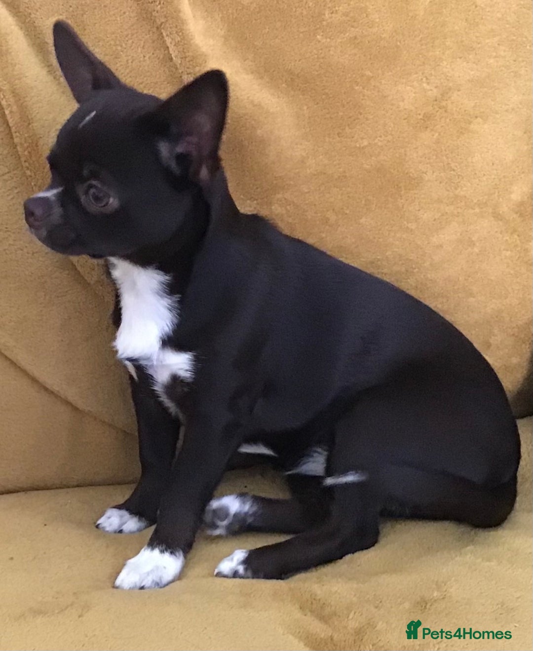 Chihuahua dogs for sale: Kc reg 6 month smooth coat chihuahua - Image 2
