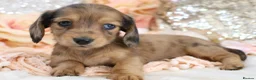 Miniature Dachshund dogs for sale: KC Longhair Miniature Dachshund Puppies - Advert 11