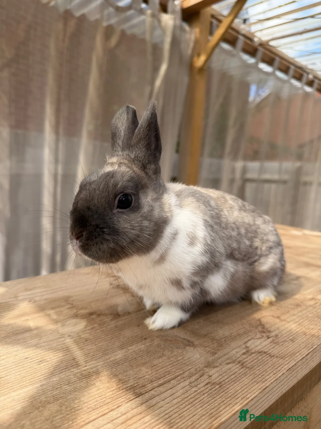 Netherland Dwarf rabbits for sale: 2 Netherland dwarf bunnies - males  in Aylesbury - Advert 2