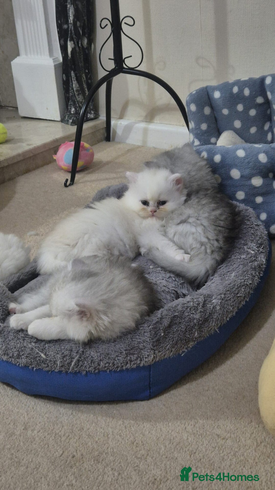 Persian cats for sale: Persian Chinchilla Kittens Available  - Advert 6