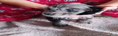 Cockapoo 1