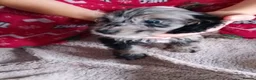 Cockapoo dogs for sale: Amazing cockapoos  - Advert 13