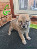 Mixed Breed dogs Czech Wolfdog × Akita/Malamute Puppies - Advert 9