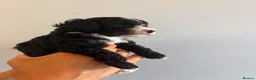 Cavapoo dogs for sale: Gorgeous black toy cavapoo puppies - Advert 8