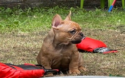 French Bulldog dogs for sale: French Bulldog puppies 3 girls and 3 boys - Image 10