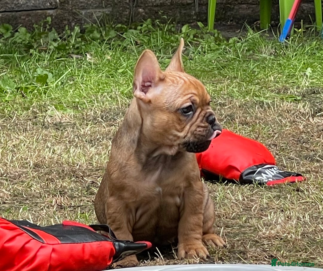 French Bulldog dogs for sale: French Bulldog puppies 3 girls and 3 boys - Image 10