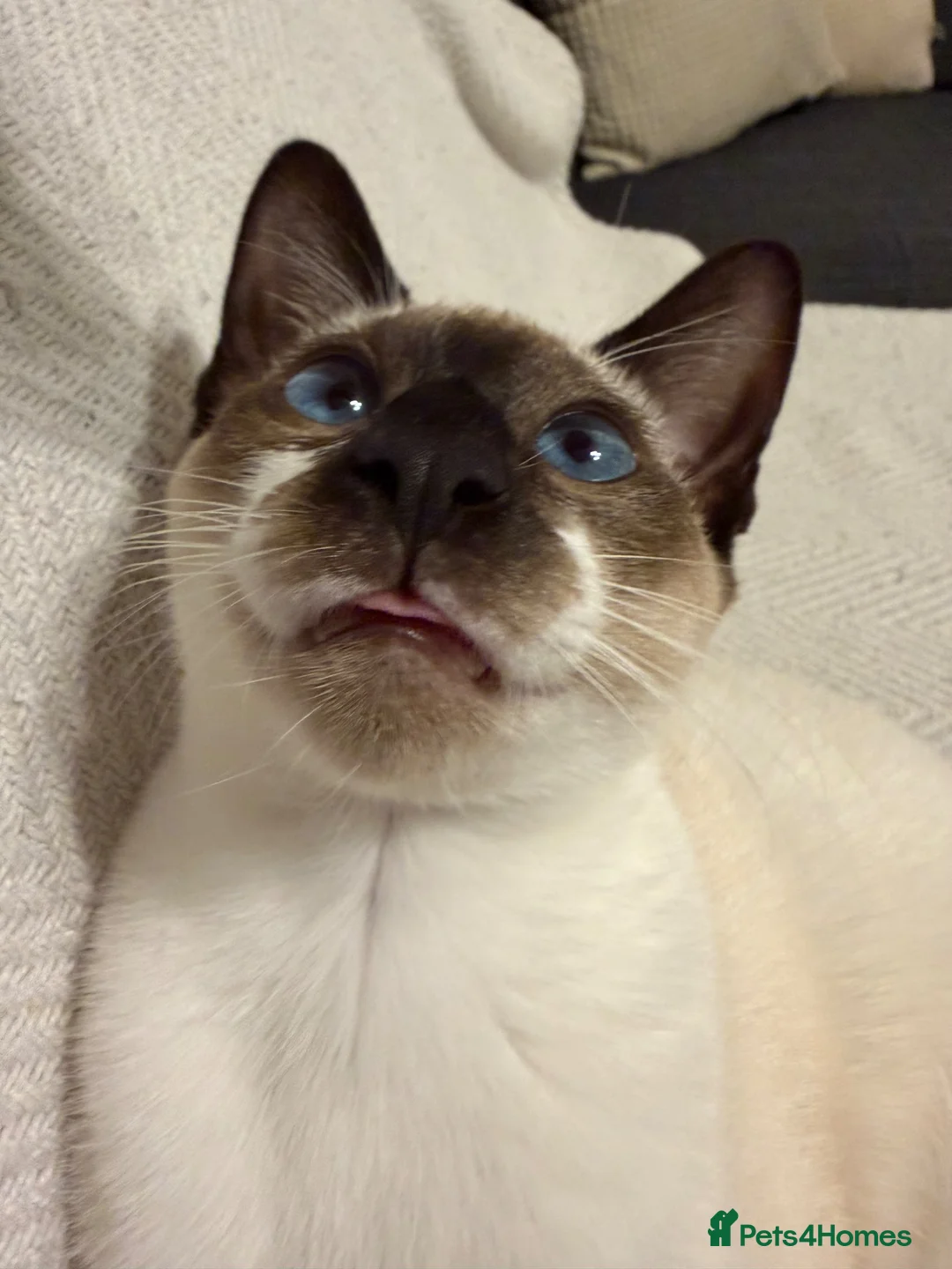 Siamese cats for sale: Oriental Siamese 6month old - Advert 2