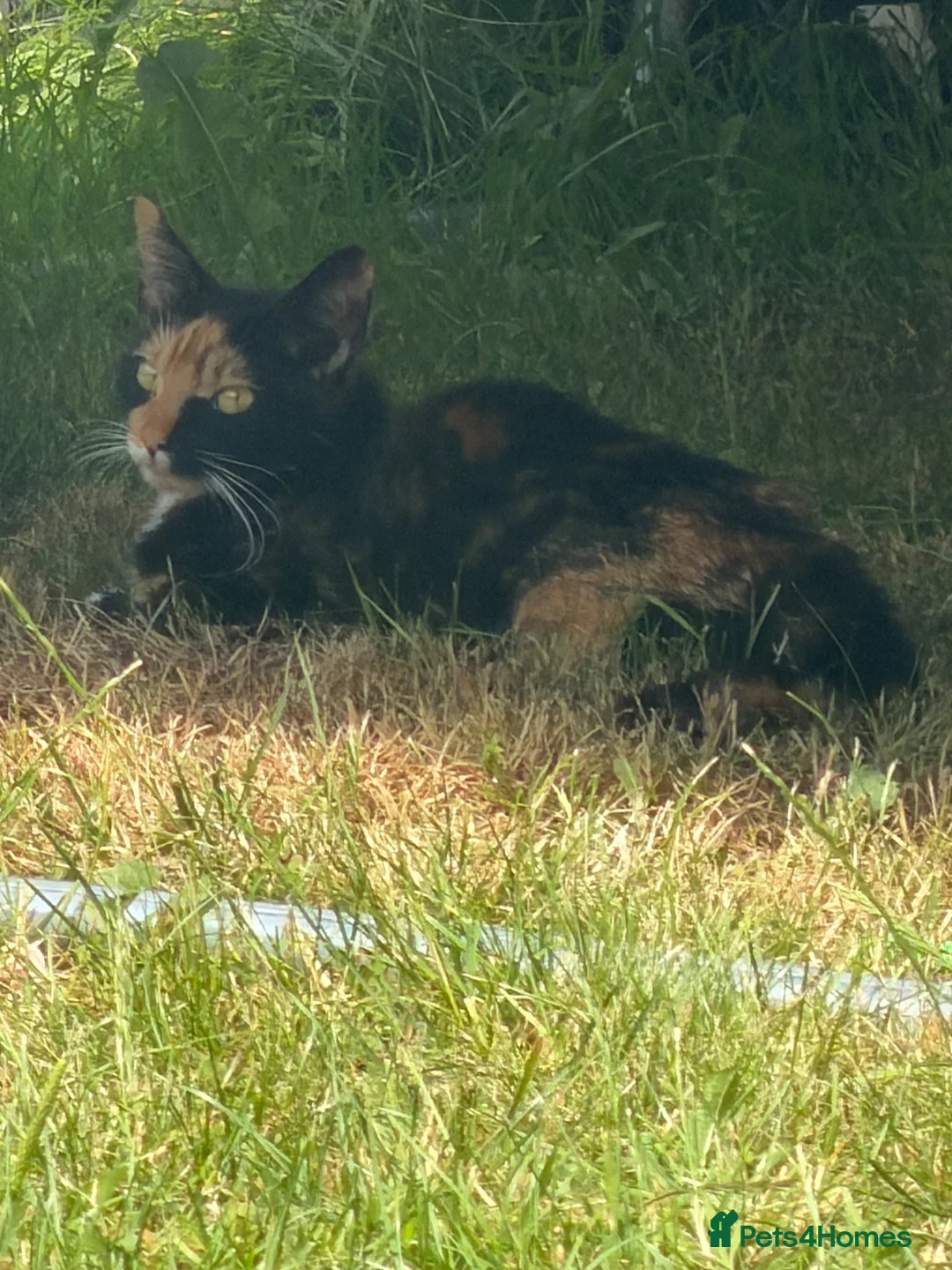 Mixed Breed cats for sale: Kittens  - Advert 1