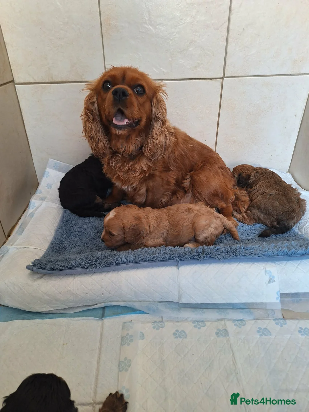 Cavapoo dogs for sale: F1 CAVAPOO PUPPIES - Advert 18