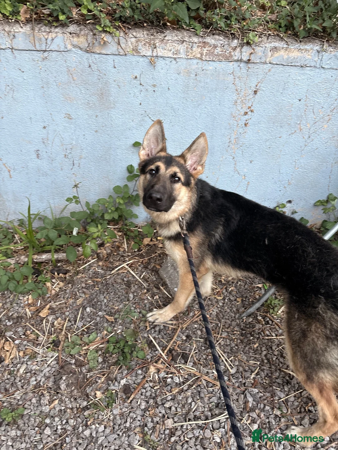 German Shepherd dogs for sale: pochi (GSD 1 year) in Brixham - Advert 2