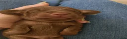Dachshund dogs for sale: Stunning miniature dachshunds - Advert 9