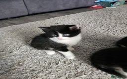 Mixed Breed cats for sale: Mixed breed kittens  - Image 10