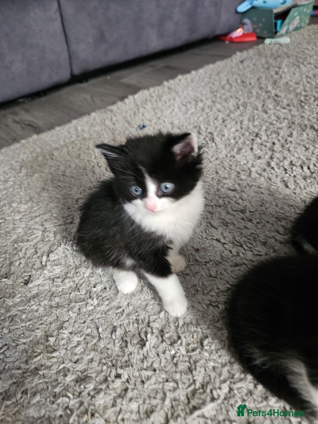 Mixed Breed cats for sale: Mixed breed kittens  - Image 10