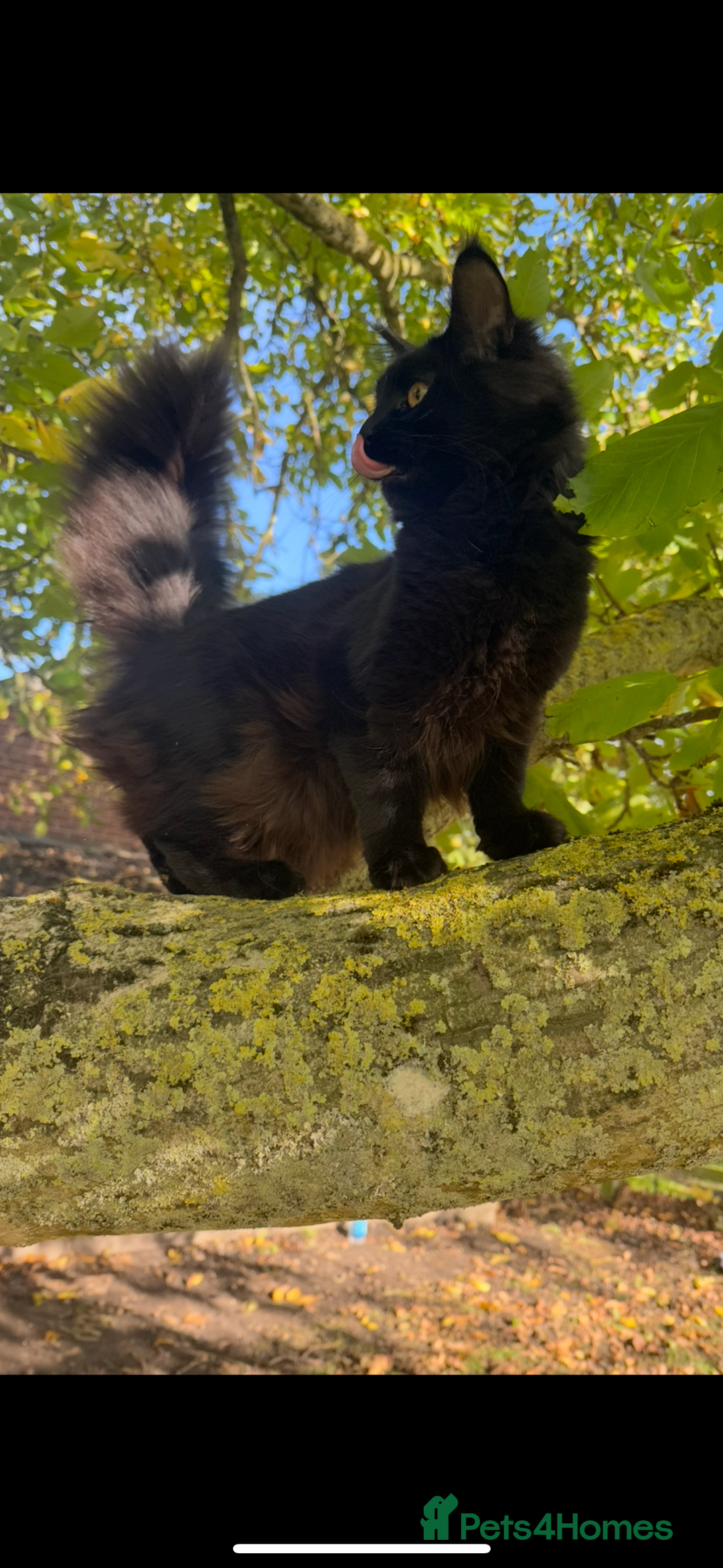 Maine Coon cats for sale: Three stunning pure bred Maine Coon girls - Image 15