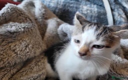 Mixed Breed cats for sale: 4 beautiful little kittens  - Image 13