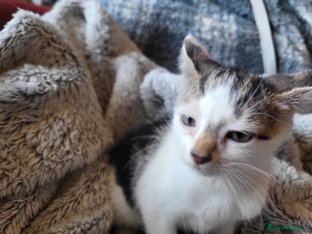 Mixed Breed cats for sale: 4 beautiful little kittens  - Image 13