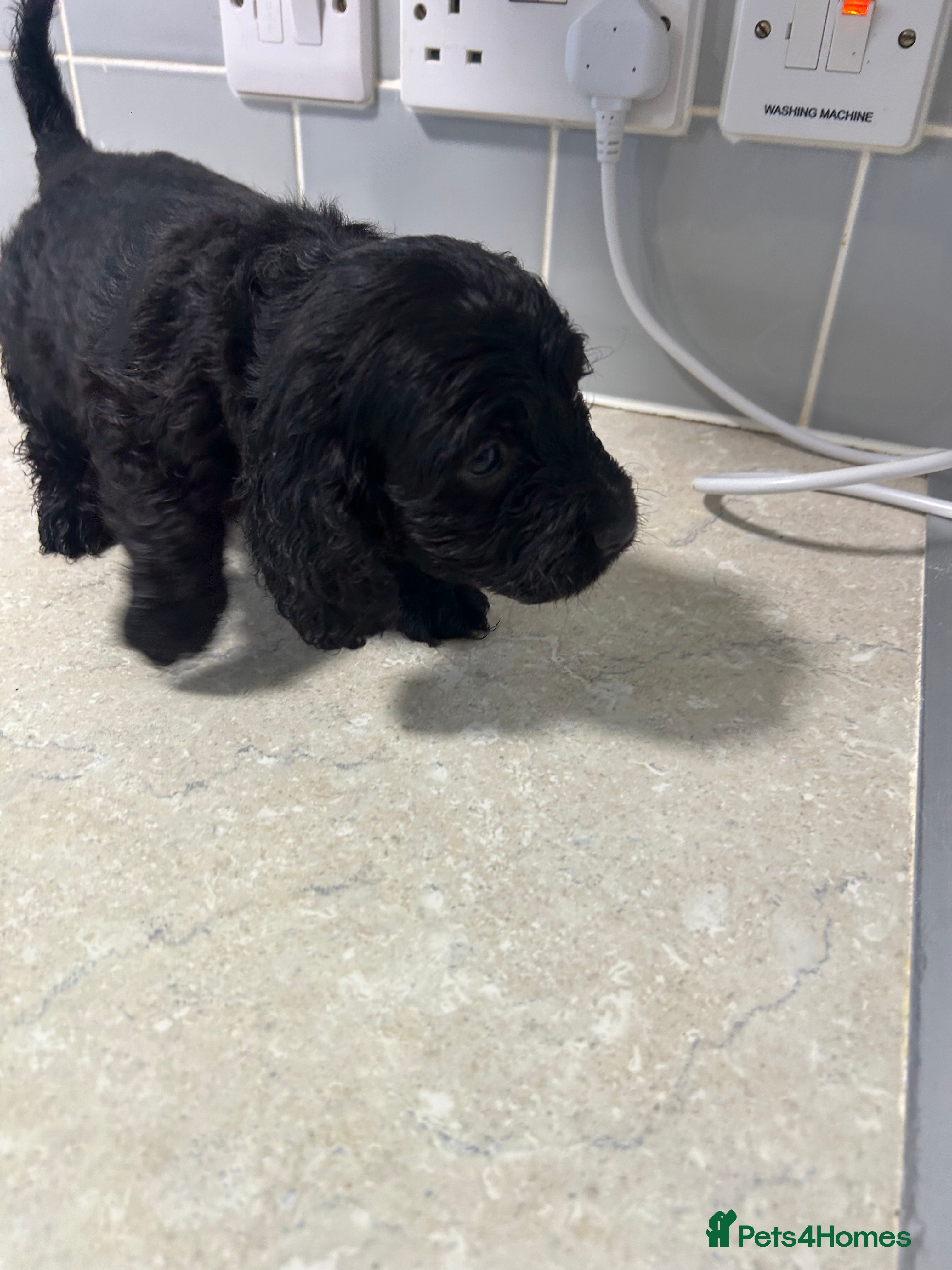 Cockapoo dogs Beautiful miniature cockapoo puppies for sale  - Advert 2