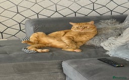 British Shorthair cats for sale: Garfield  - Image 3
