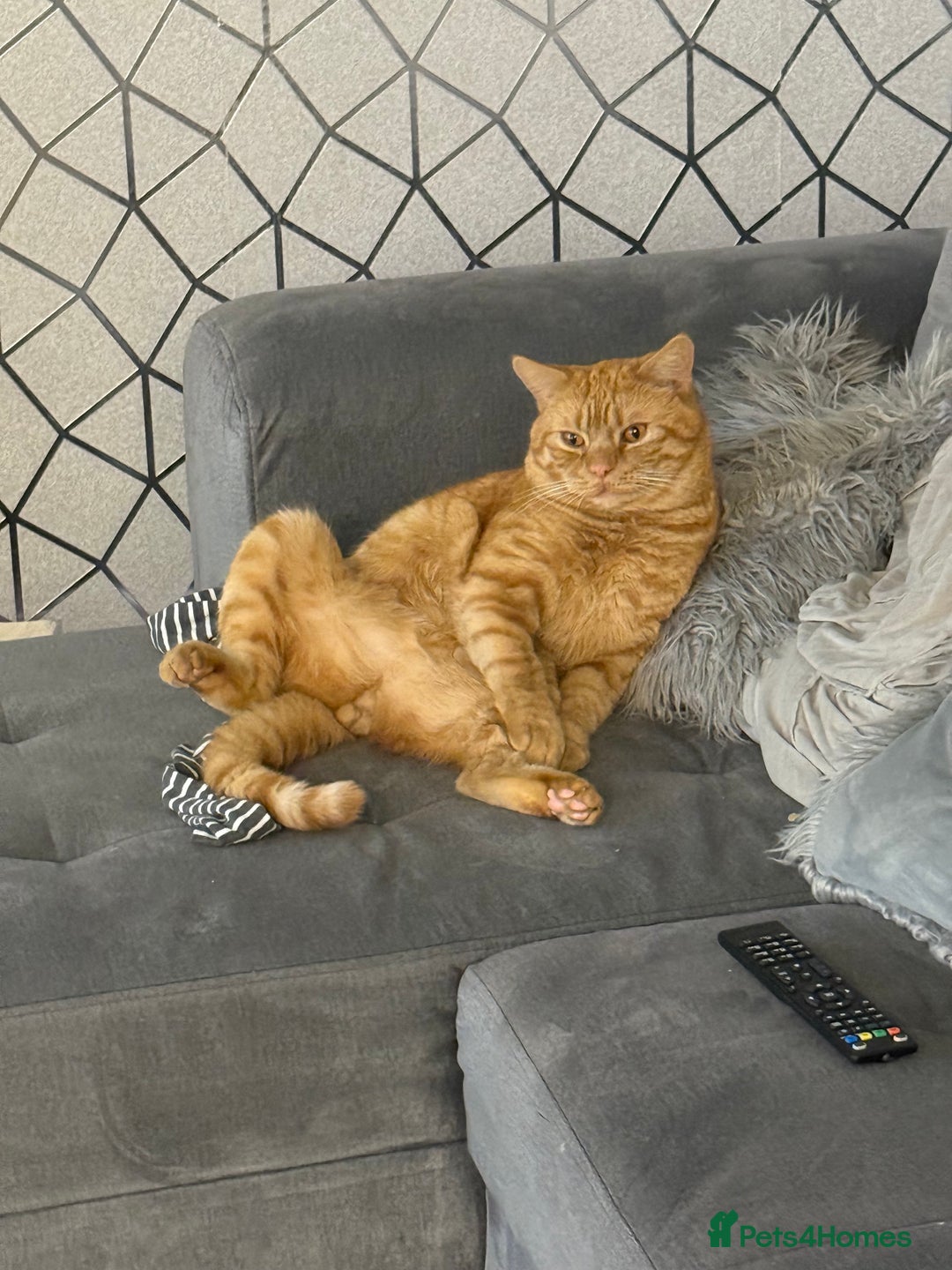 British Shorthair cats for sale: Garfield  - Image 3