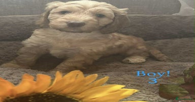 Cockapoo dogs - Advert 9