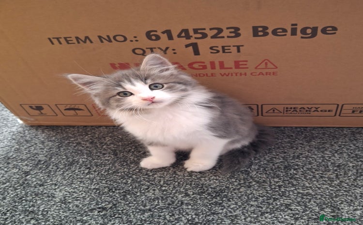 Maine Coon cats - Advert 1