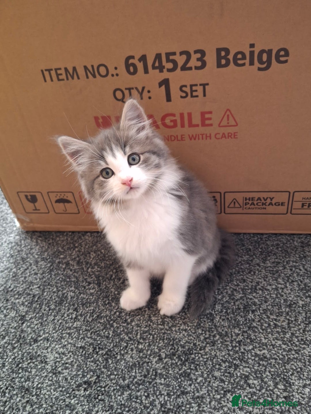 Maine Coon cats for sale: Beautiful Grey/White Part Maine Coon Kitten - Image 1
