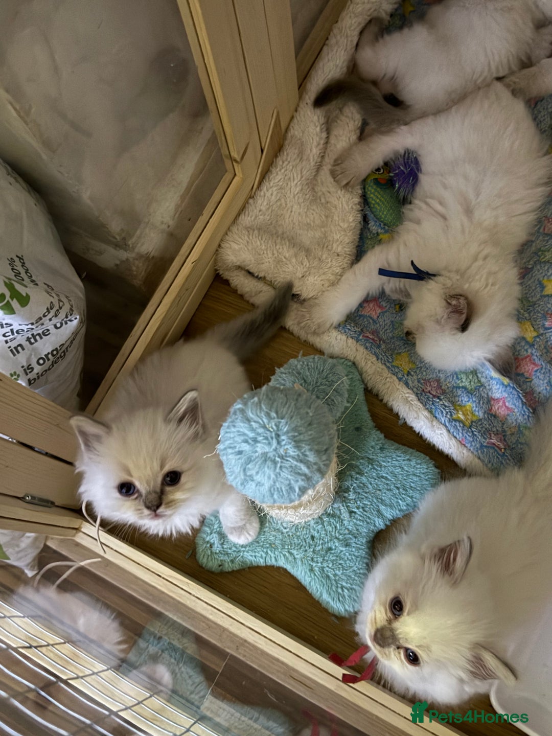 Ragdoll cats for sale: Gccf registered ragdoll kittens  - Image 14