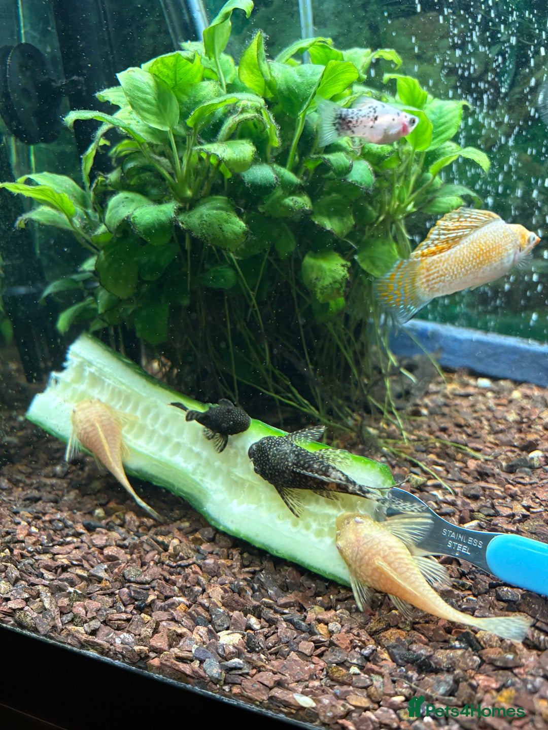 Plecos fish for sale: All different sizes  - Image 3