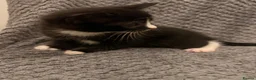 Mixed Breed cats for sale: 4 little kittens looking for new home - Advert 6