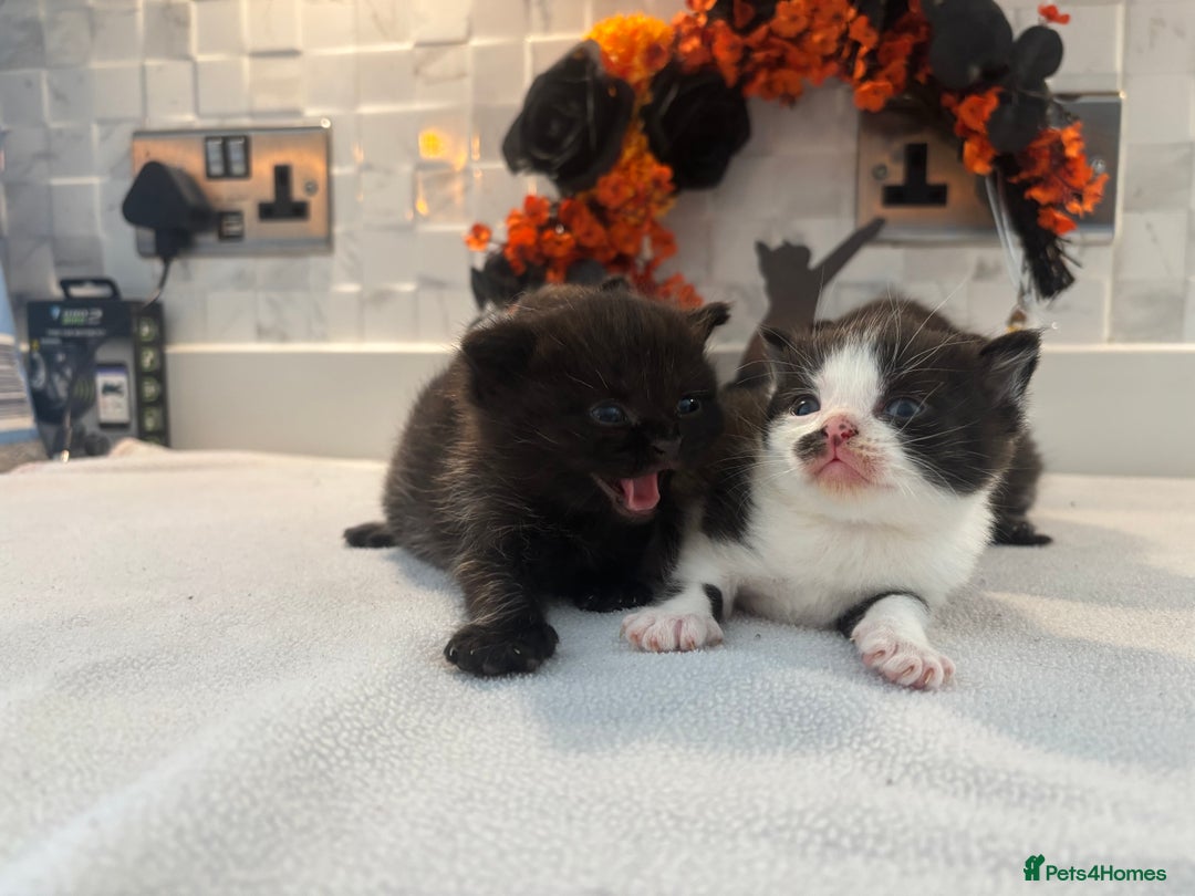Mixed Breed cats for sale: Mixed British shorthair kittens! 🐈‍⬛  - Image 8