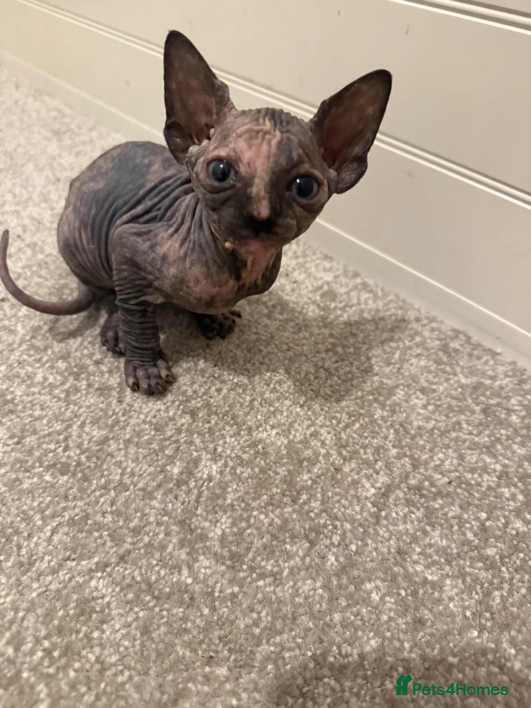 Sphynx cats for sale: Beautiful baby Sphynx  - Advert 6